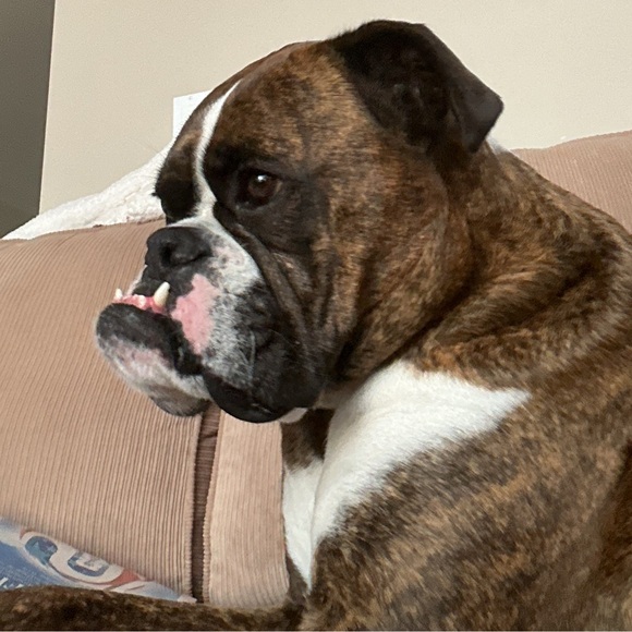 brixtonboxer